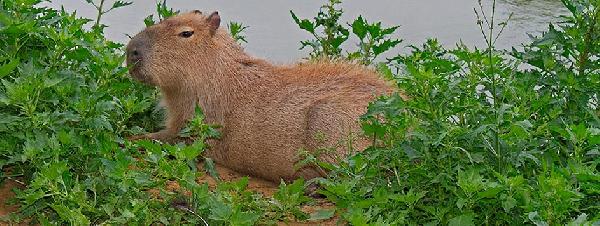 argentinien perito moreno
