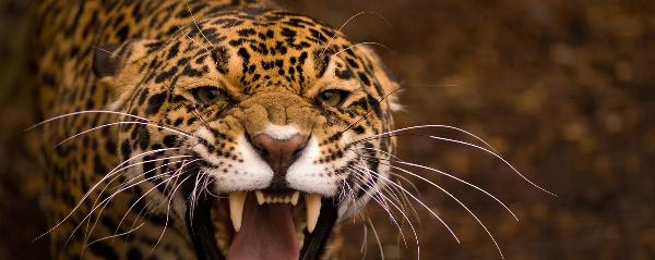 argentinien perito moreno